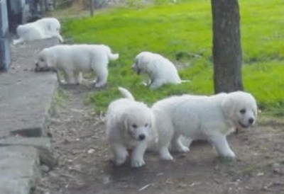 Snapshot 1 (8-20-2013 4-32 AM)