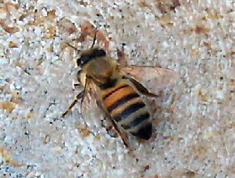 Bee